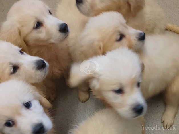 golden retrievers puppies for sale in Rochdale, Greater Manchester - Image 2