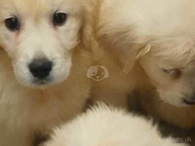 golden retrievers puppies for sale in Rochdale, Greater Manchester - Image 3