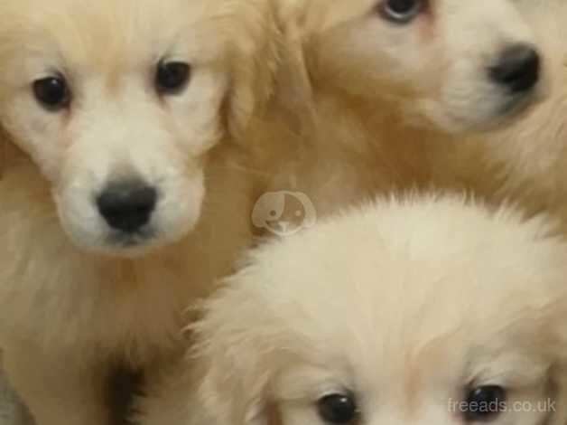 golden retrievers puppies for sale in Rochdale, Greater Manchester - Image 4