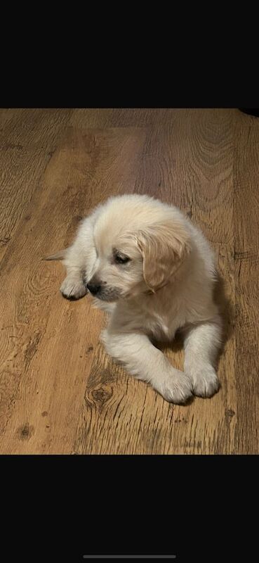 Golden Retriver Puppy for sale in Knottingley, West Yorkshire - Image 3