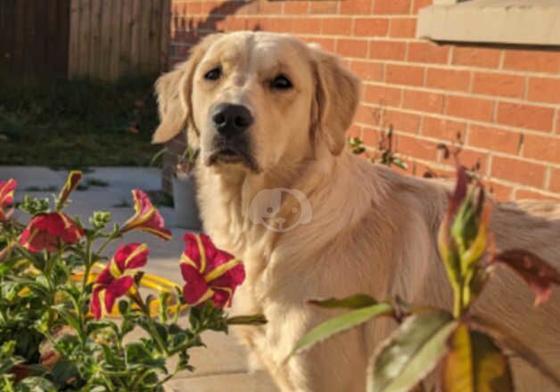 Goldwn retriver 17 month female for sale in Bargod or Bargoed, Caerphilly