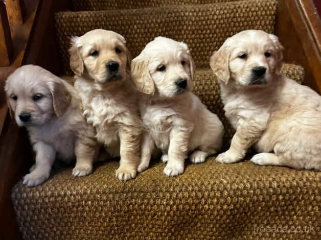 Good strong chunky golden retriever puppies for sale in Clitheroe, Lancashire