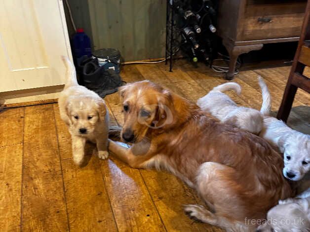 Good strong chunky golden retriever puppies for sale in Clitheroe, Lancashire - Image 2