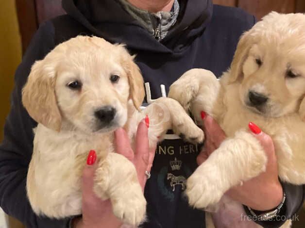 Good strong chunky golden retriever puppies for sale in Clitheroe, Lancashire - Image 3