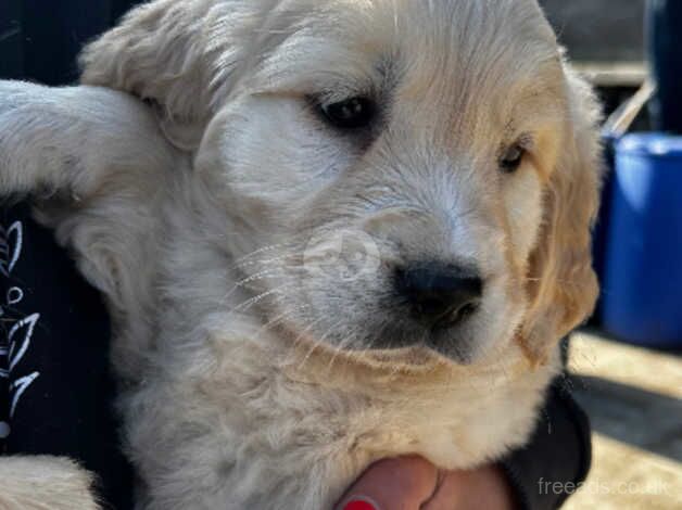 Good strong chunky golden retriever puppies for sale in Clitheroe, Lancashire - Image 4