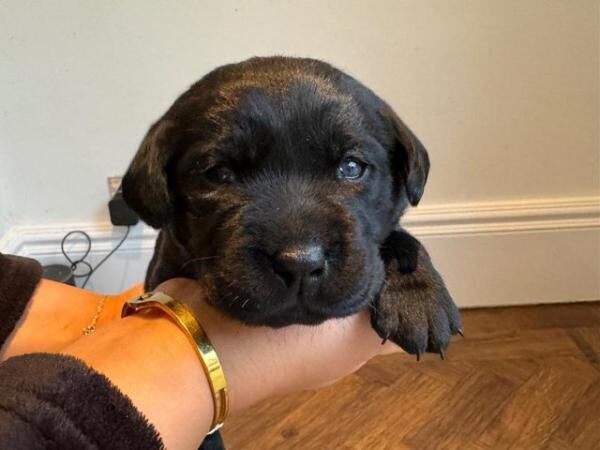 Gorgeous black Labrador Puppies for sale in Bromley Green, Kent - Image 1