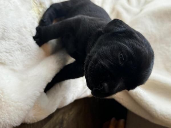 Gorgeous black Labrador Puppies for sale in Bromley Green, Kent - Image 2