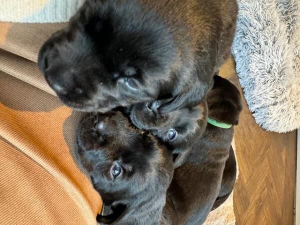 Gorgeous black Labrador Puppies for sale in Bromley Green, Kent - Image 3