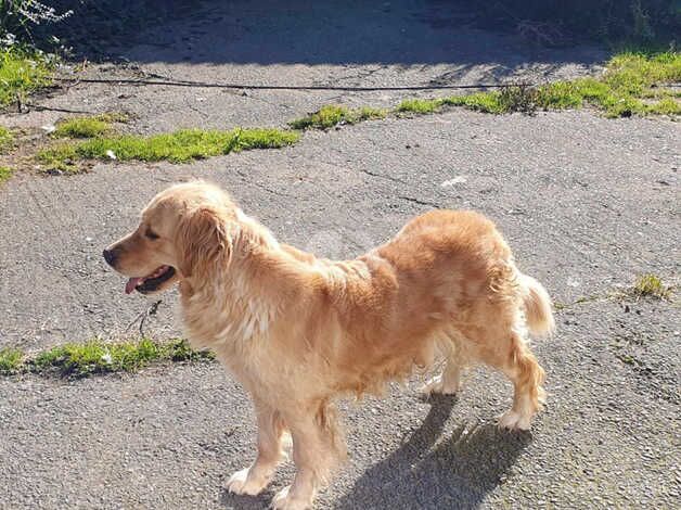 Gorgeous female for sale in Ammanford/Rhydaman, Carmarthenshire