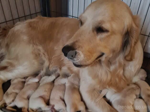 Gorgeous fluffy chunky golden retrievers Puppie for sale in Tamworth, Staffordshire