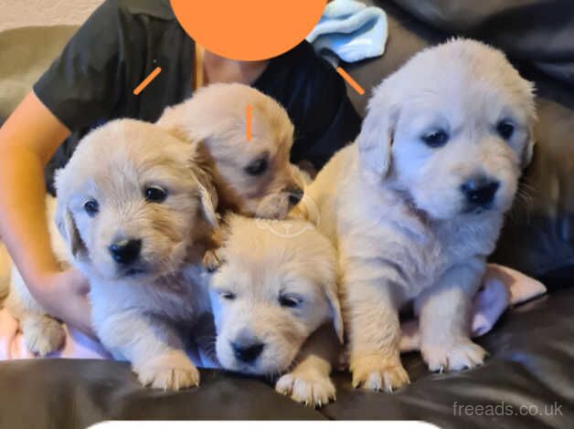 Gorgeous fluffy chunky golden retrievers Puppie for sale in Tamworth, Staffordshire - Image 2