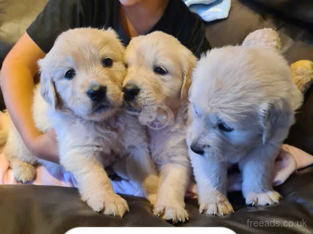 Gorgeous fluffy chunky golden retrievers Puppie for sale in Tamworth, Staffordshire - Image 3