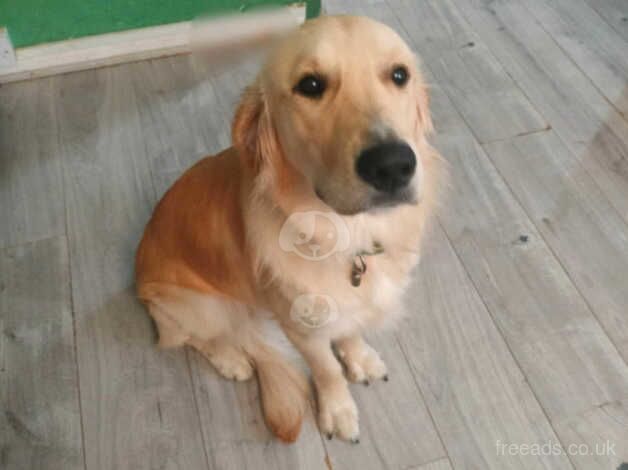 Gorgeous golden retriever boy for sale in Reading, Berkshire