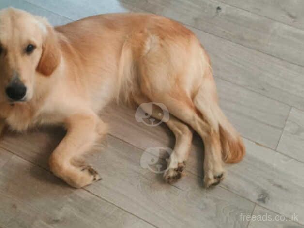 Gorgeous golden retriever boy for sale in Reading, Berkshire - Image 2