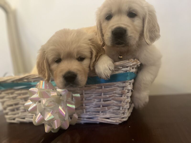 golden retriever puppies ready now for sale in Eastbourne, East Sussex - Image 1