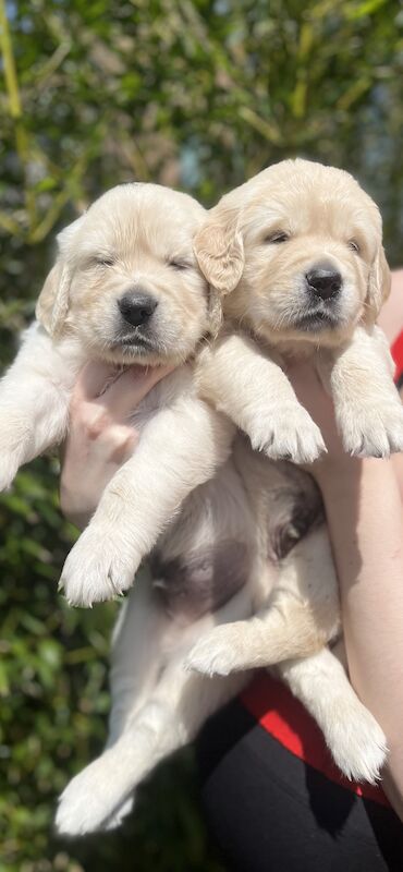 golden retriever puppies ready now for sale in Eastbourne, East Sussex - Image 7
