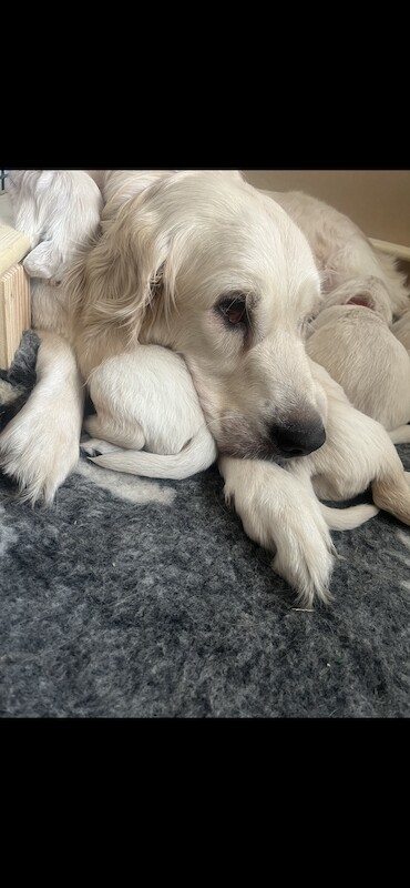 golden retriever puppies ready now for sale in Eastbourne, East Sussex - Image 4