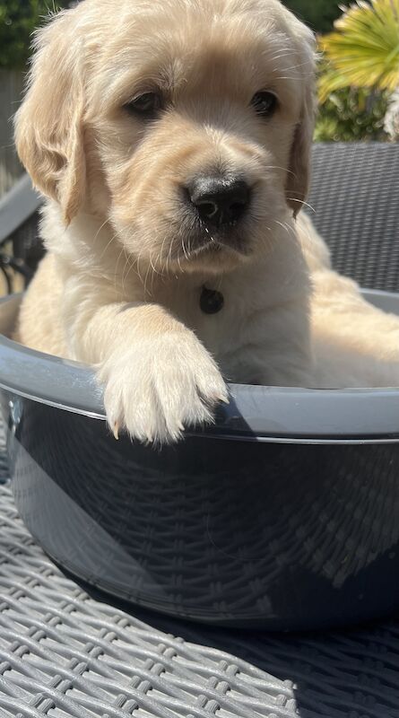 golden retriever puppies ready now for sale in Eastbourne, East Sussex - Image 2