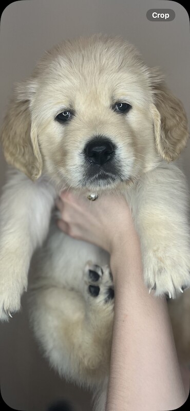 golden retriever puppies ready now for sale in Eastbourne, East Sussex - Image 3