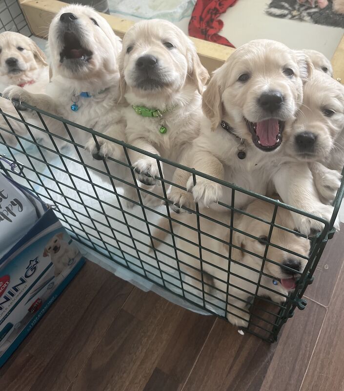 golden retriever puppies ready now for sale in Eastbourne, East Sussex - Image 5