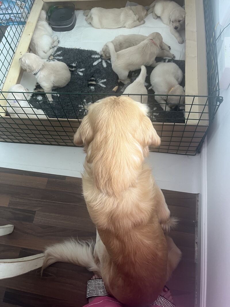 golden retriever puppies ready now for sale in Eastbourne, East Sussex - Image 6