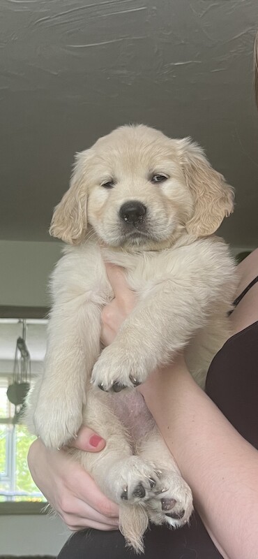 golden retriever puppies ready now for sale in Eastbourne, East Sussex - Image 8