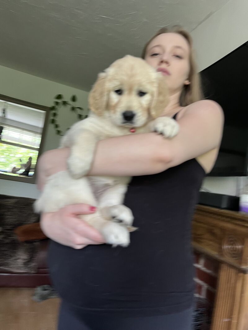 golden retriever puppies ready now for sale in Eastbourne, East Sussex - Image 10