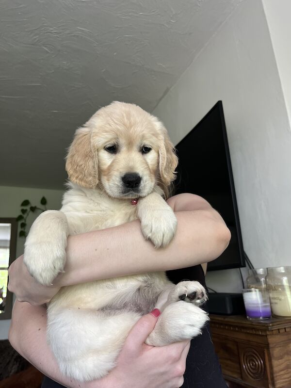 golden retriever puppies ready now for sale in Eastbourne, East Sussex - Image 11