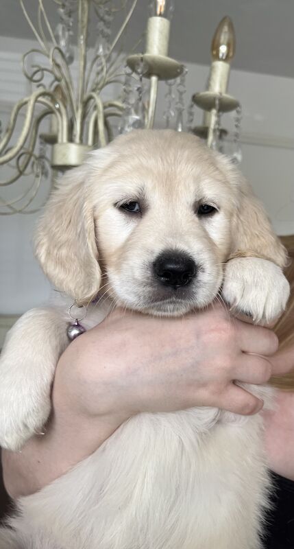 golden retriever puppies ready now for sale in Eastbourne, East Sussex - Image 12
