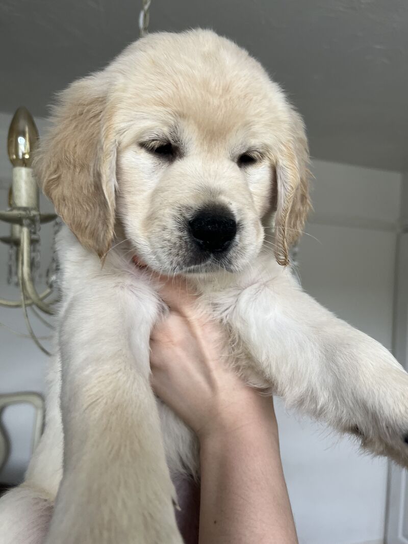 golden retriever puppies ready now for sale in Eastbourne, East Sussex - Image 14