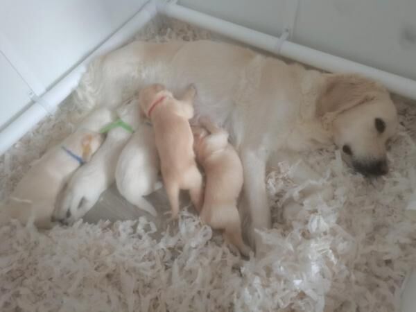 gorgeous golden retriever puppies for sale in Ripley, Derbyshire