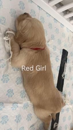 gorgeous golden retriever puppies for sale in Ripley, Derbyshire - Image 2