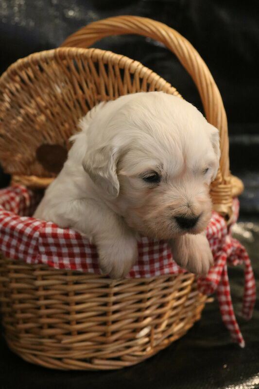 Reduced in price! Gorgeous Golden Retriever Puppies for sale in Grantham, Lincolnshire - Image 1