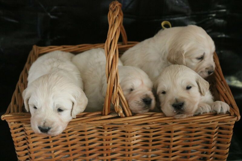 Reduced in price! Gorgeous Golden Retriever Puppies for sale in Grantham, Lincolnshire - Image 2