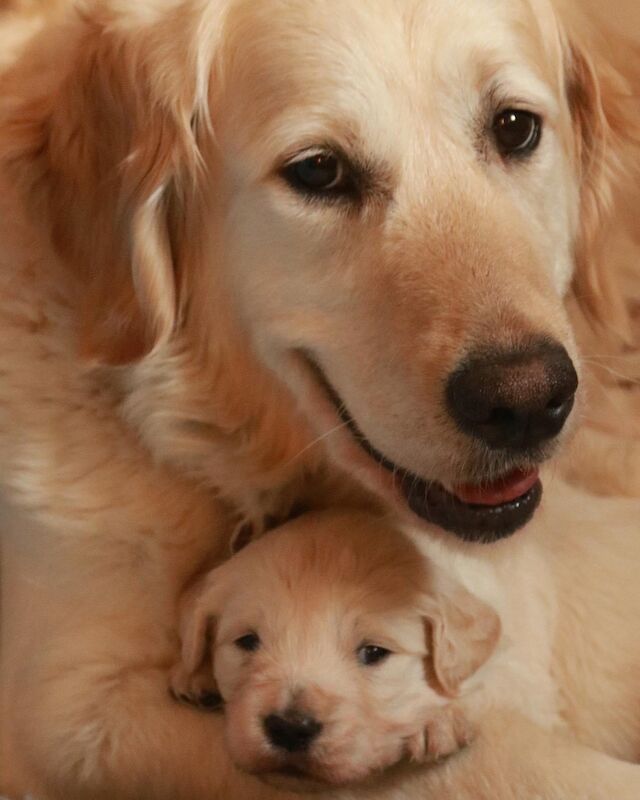 Reduced in price! Gorgeous Golden Retriever Puppies for sale in Grantham, Lincolnshire - Image 3