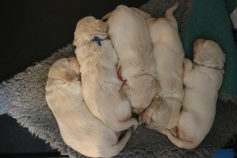 Reduced in price! Gorgeous Golden Retriever Puppies for sale in Grantham, Lincolnshire - Image 4