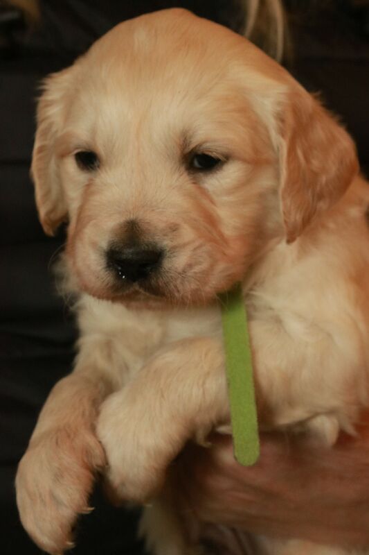 Reduced in price! Gorgeous Golden Retriever Puppies for sale in Grantham, Lincolnshire - Image 6