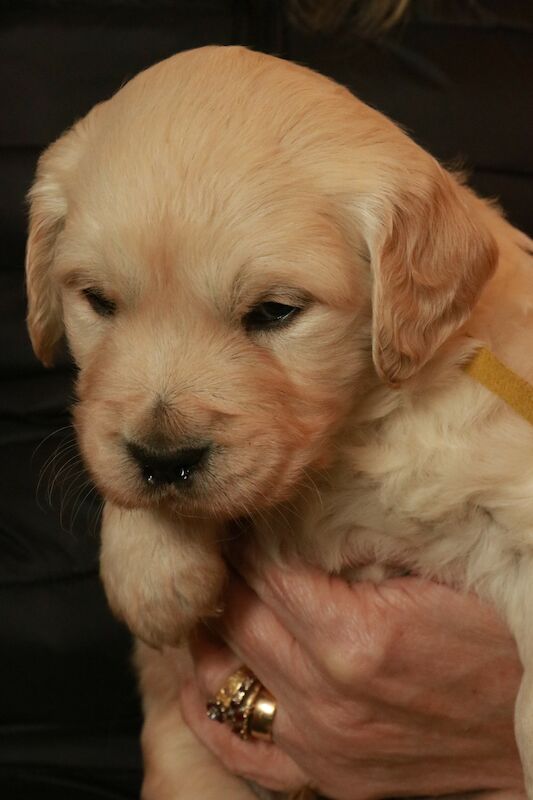 Reduced in price! Gorgeous Golden Retriever Puppies for sale in Grantham, Lincolnshire - Image 7