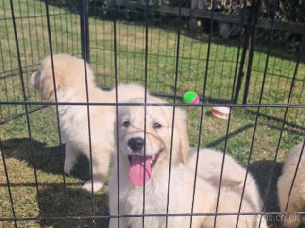 Gorgeous golden retriever puppies for sale in Bishop Auckland, County Durham