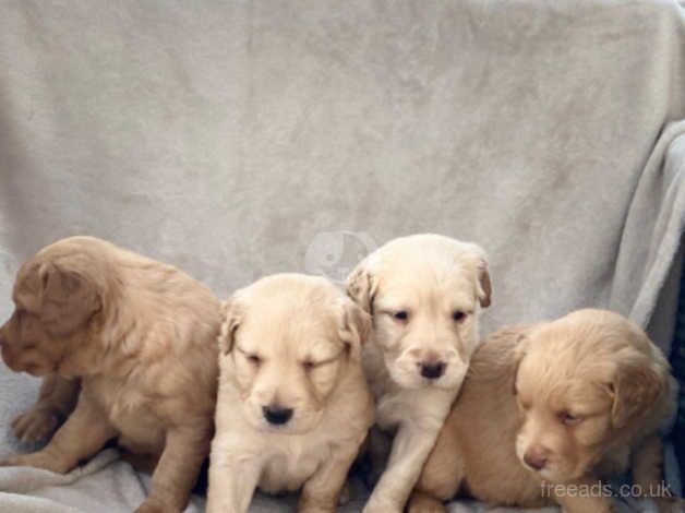 Gorgeous golden retriever pups looking for there forever Homes for sale in Southminster, Essex