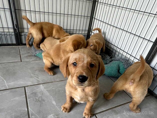 Gorgeous Golden Retriever x Lab for sale in Shrewsbury, Shropshire