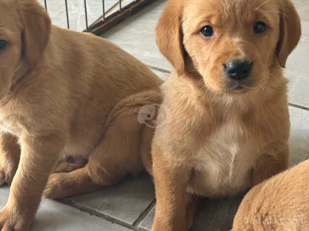 Gorgeous Golden Retriever x Lab for sale in Shrewsbury, Shropshire - Image 2