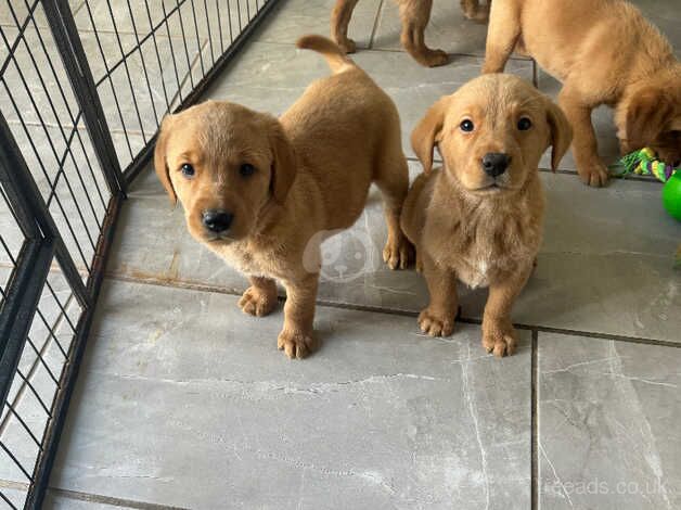 Gorgeous Golden Retriever x Lab for sale in Shrewsbury, Shropshire - Image 3