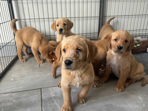 Gorgeous Golden Retriever x Lab for sale in Shrewsbury, Shropshire - Image 4