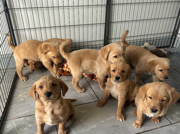 Gorgeous Golden Retriever x Lab for sale in Shrewsbury, Shropshire - Image 5