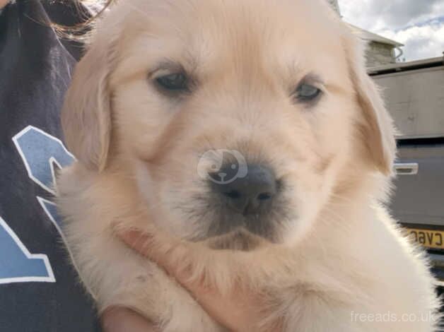 Gorgeous Golden Retrievers for sale in Newcastle Emlyn/Castell Newydd Emlyn, Carmarthensh - Image 1