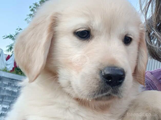 Gorgeous Golden Retrievers for sale in Newcastle Emlyn/Castell Newydd Emlyn, Carmarthensh - Image 2