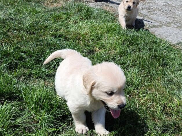 Gorgeous Golden Retrievers for sale in Newcastle Emlyn/Castell Newydd Emlyn, Carmarthensh - Image 3