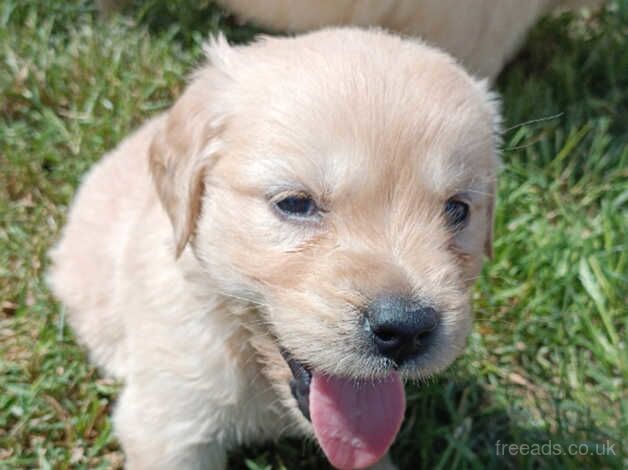 Gorgeous Golden Retrievers for sale in Newcastle Emlyn/Castell Newydd Emlyn, Carmarthensh - Image 4