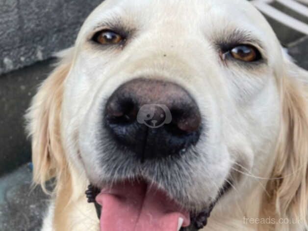 Gorgeous Golden Retrievers for sale in Newcastle Emlyn/Castell Newydd Emlyn, Carmarthensh - Image 5